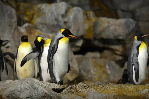 Parktaki Kral Penguen Yaklaş Seçici Odaklanma — Stok fotoğraf