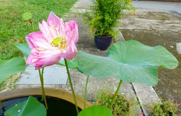 Lotuses Blooming Lotus Pond Selective Focus — Stock Photo, Image