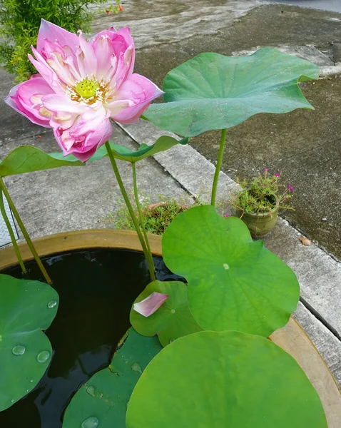 Lotuses Blooming Lotus Pond Selective Focus — Stock Photo, Image