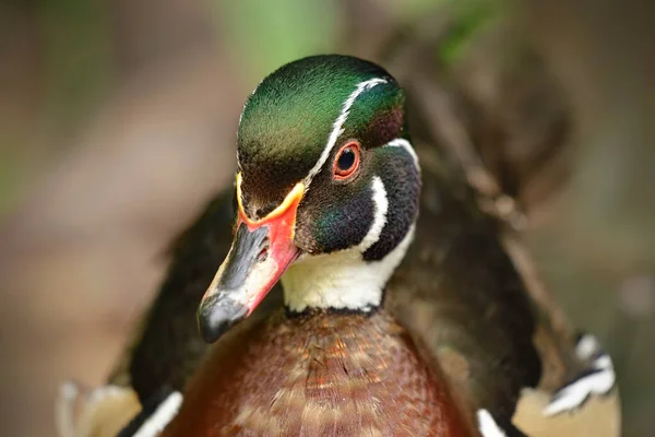 Beautiful Male Mandarin Duck Aix Galericulata Selective Focus — 图库照片