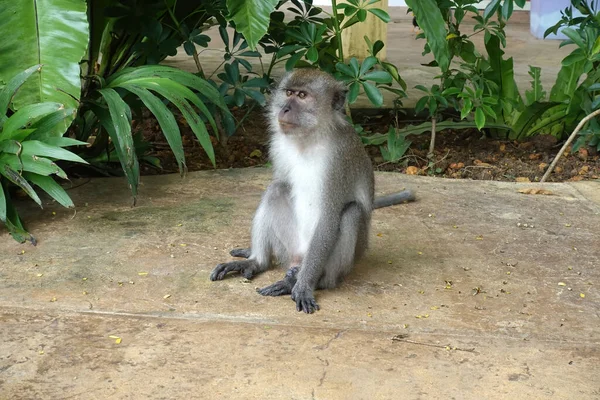 Macaco Cauda Longa Macaca Fascicularis Parque — Fotografia de Stock