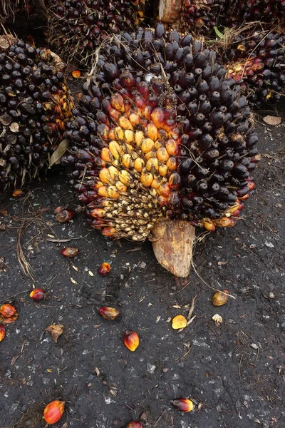 African Oil Palm Elaeis Guineensis Palma Aceitera Origina África Occidental — Foto de Stock