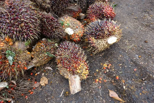 African Oil Palm Elaeis Guineensis Oil Palm Originates West Africa — Stock Photo, Image