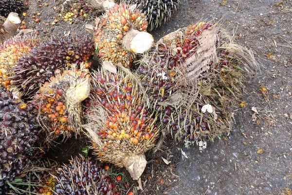 アフリカオイルパーム African Oil Palm オイルパームは西アフリカに起源を持つが 世界の多くの熱帯地域で栽培されている インドネシアとマレーシアは世界のパーム油の約85 を生産しています — ストック写真