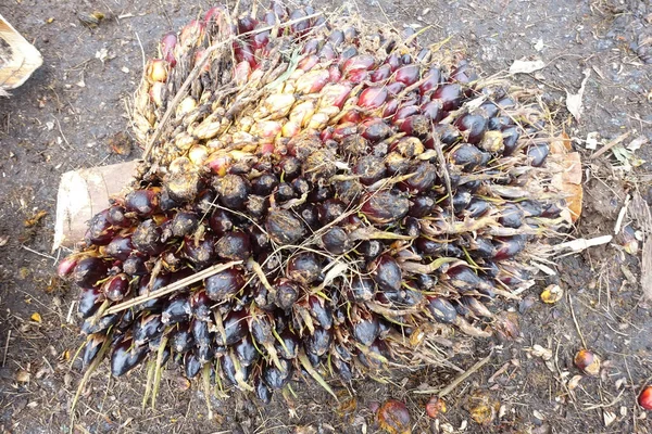 Αφρικανικός Φοίνικας Elaeis Guineensis Φοινικέλαιο Προέρχεται Από Δυτική Αφρική Αλλά — Φωτογραφία Αρχείου