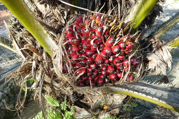 Afrikanische Ölpalme Elaeis Guineensis Ölpalmen Stammen Ursprünglich Aus Westafrika Werden — Stockfoto