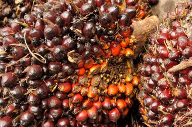 Afrika Yağı Palmiyesi (Elaeis guineensis). Petrol palmiyesi Batı Afrika 'dan gelmektedir ama dünyanın birçok tropikal bölgesinde yetiştirilmiştir. Endonezya & Malezya dünya palmiye yağının yaklaşık% 85 'ini üretiyor.