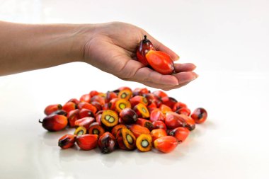 Afrika Yağı Palmiyesi (Elaeis guineensis). Petrol palmiyesi Batı Afrika 'dan gelmektedir ama dünyanın birçok tropikal bölgesinde yetiştirilmiştir. Endonezya & Malezya dünya palmiye yağının yaklaşık% 85 'ini üretiyor.