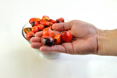 Afrika Yağı Palmiyesi (Elaeis guineensis). Petrol palmiyesi Batı Afrika 'dan gelmektedir ama dünyanın birçok tropikal bölgesinde yetiştirilmiştir. Endonezya & Malezya dünya palmiye yağının yaklaşık% 85 'ini üretiyor.