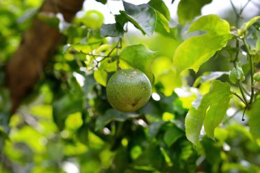 tutku meyve asma, seçici odak üstünde kapatmak. 