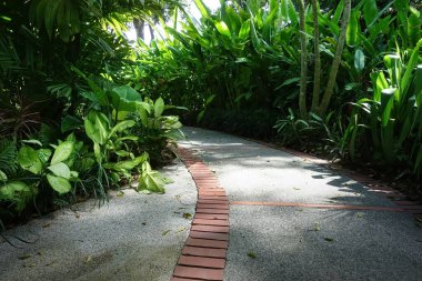 Tropikal yeşil yapraklı güzel eğimli beton kaldırım.