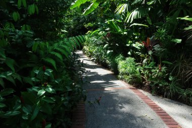 Tropikal yeşil yapraklı güzel eğimli beton kaldırım.
