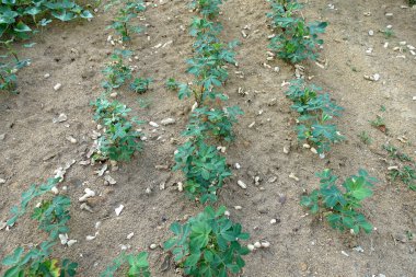 Çiftlik arazisindeki fıstık bitkisinin büyümesini kapat. Seçici odak.