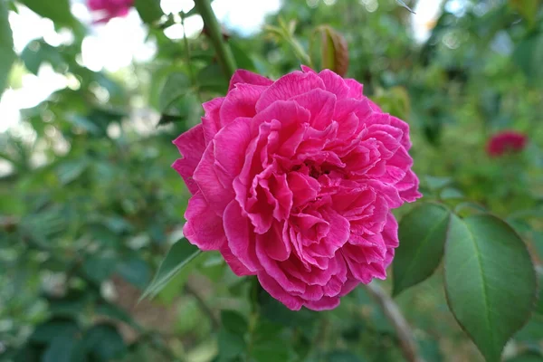 Close Beautiful Damask Rose Garden Selective Focus — Stock Photo, Image