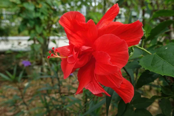 关闭花园中明亮的红色芙蓉 有选择的焦点 — 图库照片