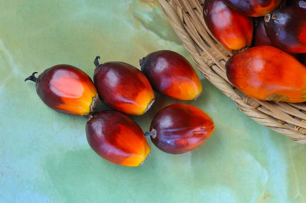 African Oil Palm Elaeis Guineensis Dalam Bahasa Inggris Telapak Sawit — Stok Foto