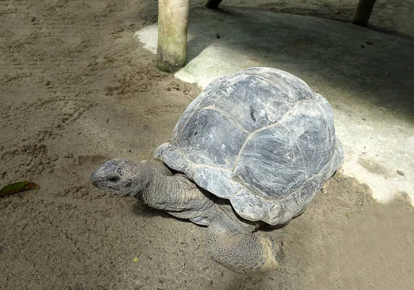 Parktaki Dev Kaplumbağa Dünyanın Büyük Kaplumbağası Çok Korunan Hayvan Sağlık — Stok fotoğraf