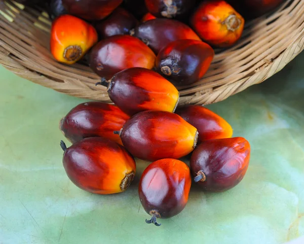 Olio Palma Africano Elaeis Guineensis Palma Olio Proviene Dall Africa — Foto Stock