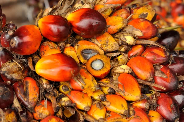 Afrikansk Oljepalm Elaeis Guineensis Oljepalmen Har Sitt Ursprung Västafrika Men — Stockfoto