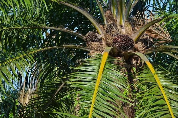 Afrikaanse Oliepalm Elaeis Guineensis Oliepalm Afkomstig Uit West Afrika Maar — Stockfoto