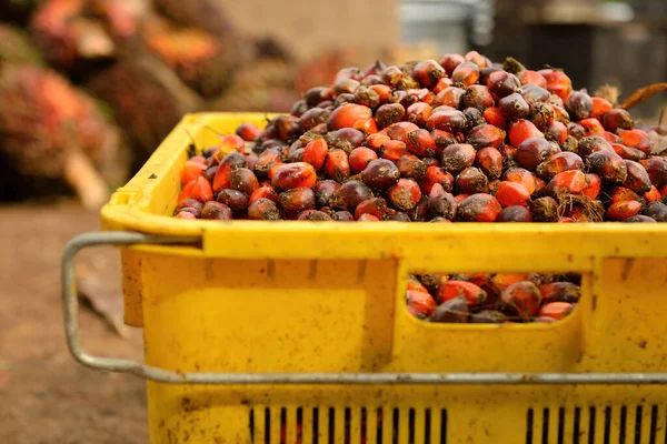 African Oil Palm Elaeis Guineensis Palma Aceitera Origina África Occidental — Foto de Stock