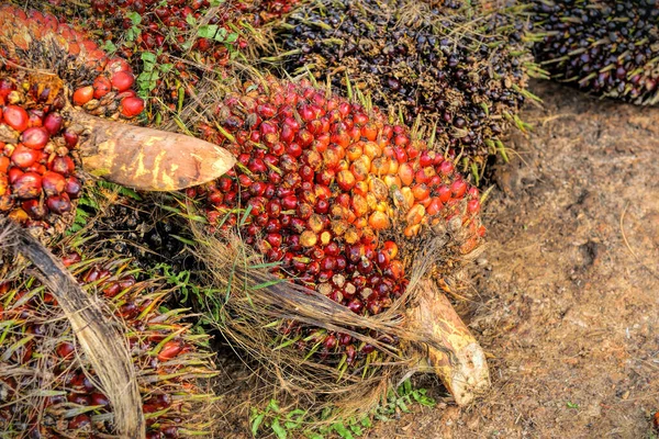 Afrikansk Oljepalm Elaeis Guineensis Oljepalmen Har Sitt Ursprung Västafrika Men — Stockfoto