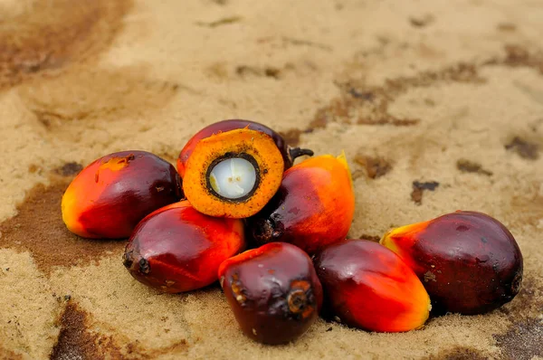 Afrikansk Oljepalm Elaeis Guineensis Oljepalmen Har Sitt Ursprung Västafrika Men — Stockfoto