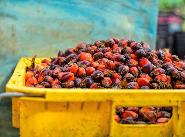 Afrikansk Oljepalm Elaeis Guineensis Oljepalmen Har Sitt Ursprung Västafrika Men — Stockfoto