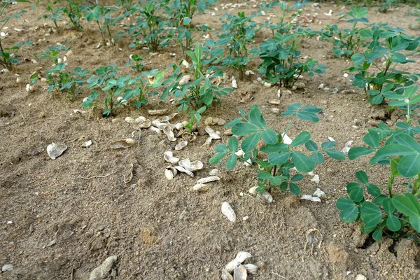 Nahaufnahme Des Wachstums Von Erdnusspflanzen Auf Dem Feld Selektiver Fokus — Stockfoto