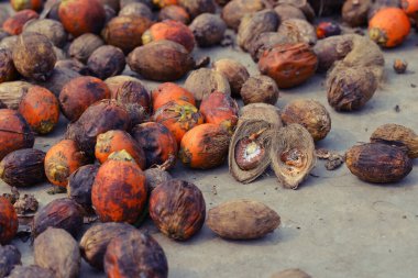 Betel cevizine yakın çekim. Betel fındığı, bir tür palmiye ağacı olan areca palmiyesinin meyvesinin tohumudur. Ayrıca areca nutku olarak da bilinir, seçici odaklanma.. 
