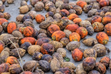 Betel cevizine yakın çekim. Betel fındığı, bir tür palmiye ağacı olan areca palmiyesinin meyvesinin tohumudur. Ayrıca areca nutku olarak da bilinir, seçici odaklanma.. 