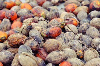 Betel cevizine yakın çekim. Betel fındığı, bir tür palmiye ağacı olan areca palmiyesinin meyvesinin tohumudur. Ayrıca areca nutku olarak da bilinir, seçici odaklanma.. 