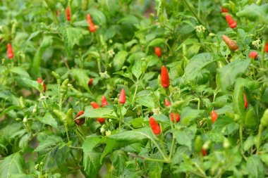 Chili peppers growing in the garden, selective focus.