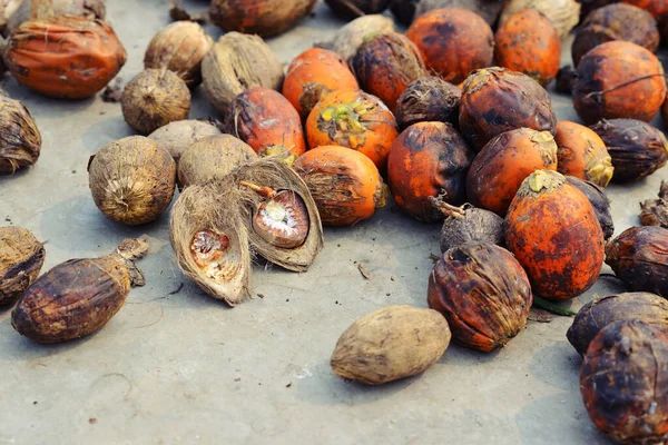 Sluit Betelnoot Betelnoot Een Zaadje Van Vrucht Van Areca Palm — Stockfoto