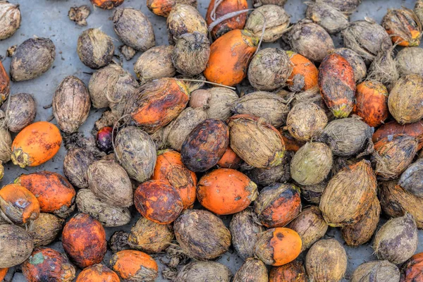 Betel Cevizine Yakın Çekim Betel Fındığı Bir Tür Palmiye Ağacı — Stok fotoğraf