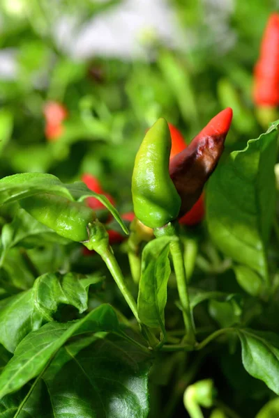 Chili Peppers Growing Garden Selective Focus — Fotografia de Stock