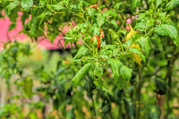 Chili Peppers Growing Garden Selective Focus — Stock Photo, Image