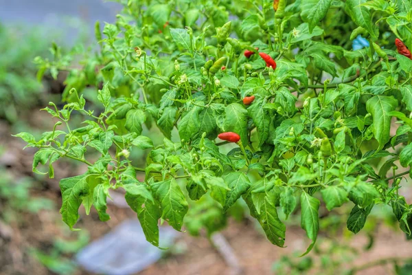 Chili Peppers Growing Garden Selective Focus — Fotografia de Stock