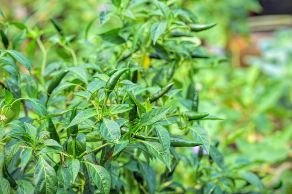 Chili Peppers Growing Garden Selective Focus — Stock Photo, Image