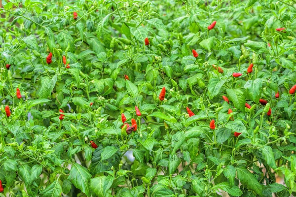 Chili Peppers Growing Garden Selective Focus — Stock Photo, Image