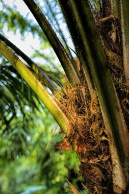 Afrika Yağı Palmiyesi (Elaeis guineensis). Petrol palmiyesi Batı Afrika 'dan gelmektedir ama dünyanın birçok tropikal bölgesinde yetiştirilmiştir. Endonezya & Malezya dünya palmiye yağının yaklaşık% 85 'ini üretiyor.