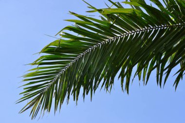 Afrika Yağı Palmiyesi (Elaeis guineensis). Petrol palmiyesi Batı Afrika 'dan gelmektedir ama dünyanın birçok tropikal bölgesinde yetiştirilmiştir. Endonezya & Malezya dünya palmiye yağının yaklaşık% 85 'ini üretiyor.