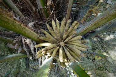 Afrika Yağı Palmiyesi (Elaeis guineensis). Petrol palmiyesi Batı Afrika 'dan gelmektedir ama dünyanın birçok tropikal bölgesinde yetiştirilmiştir. Endonezya & Malezya dünya palmiye yağının yaklaşık% 85 'ini üretiyor.