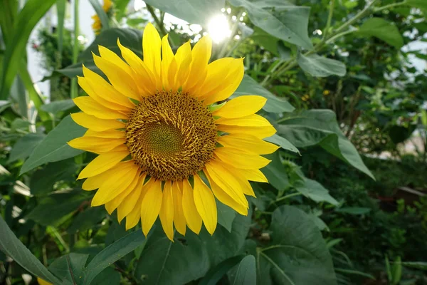 Close Beautiful Sunflower Sunny Day Public Housing Block Selective Focus — Fotografia de Stock