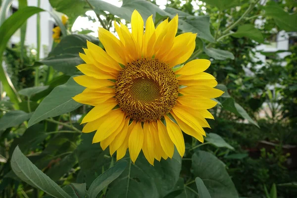 Close Beautiful Sunflower Sunny Day Public Housing Block Selective Focus —  Fotos de Stock