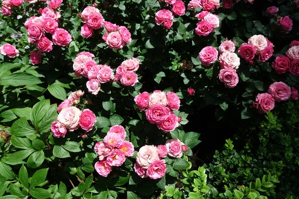 Close Beautiful Flowers Garden Selective Focus — Stock Photo, Image