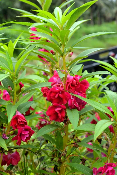 Close Beautiful Impatiens Balsamina Plant Garden Selective Focus — стокове фото