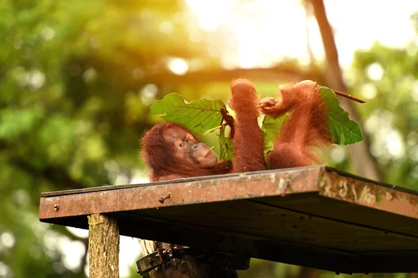 Primer Plano Del Orangután Parque Enfoque Selectivo — Foto de Stock