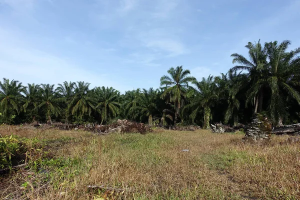 African Oil Palm (Elaeis guineensis). Oil palm originates from west africa but its cultivated in many tropical regions of the world. Indonesia & Malaysia produce about 85% of the palm oil in the world.