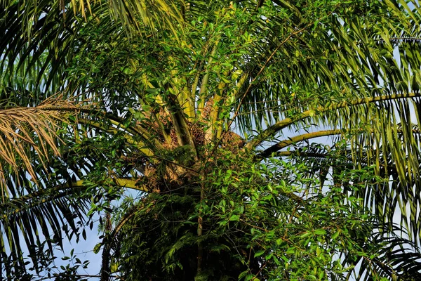 African Oil Palm Elaeis Guineensis Palma Aceitera Origina África Occidental —  Fotos de Stock